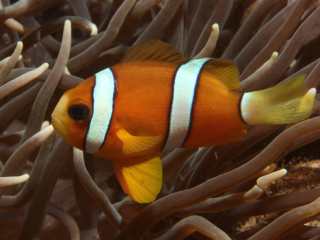 Twoband Anemonefish in anemone-Anilao