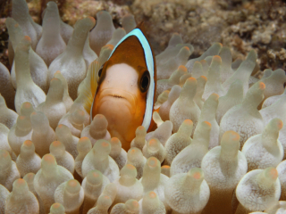 Twoband Anemonefish in bleached anemone-Anilao, Philippines