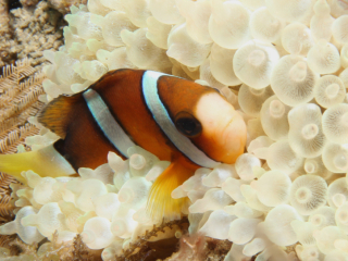 Twoband Anemonefish in bleached anemone-Anilao