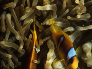 Twoband anemonefishes-Egypt