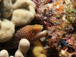 Whitemouth moray-Hawaii