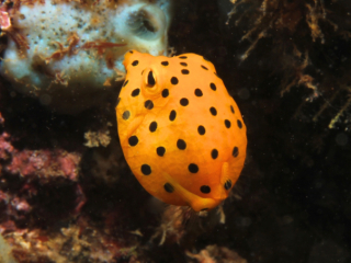 Yellow Boxfish-Anilao, Philippines