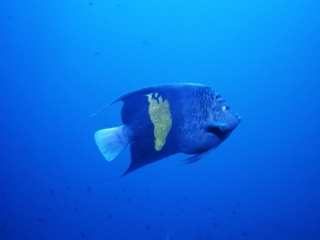 Yellowbar angelfish-Red Sea