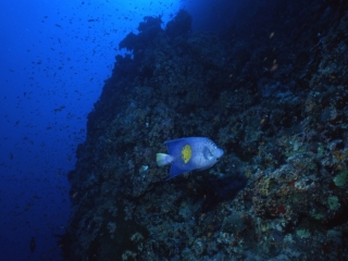 Yellowbar angelfish by wall-Red Sea