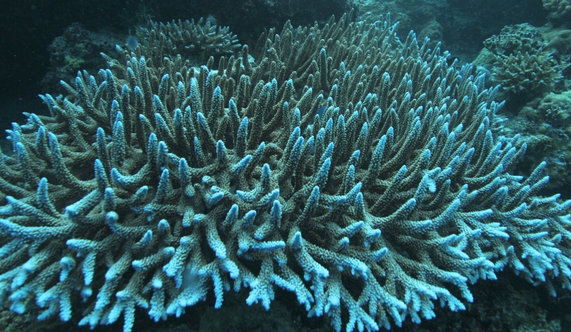 Acropora coral (dig)-Fiji