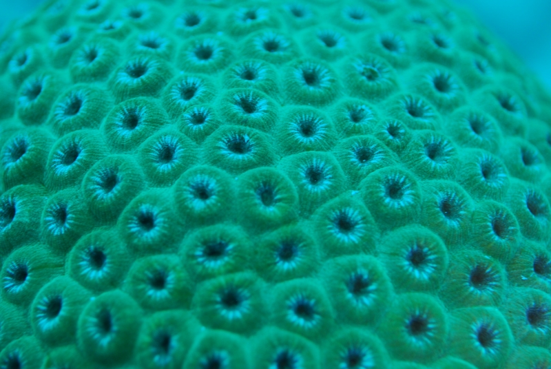 Boulder coral (dig)-Belize