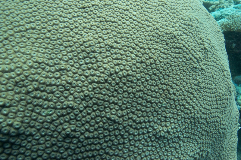 Boulder coral (dig)-Fiji