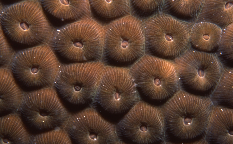 Boulder star coral tentacles withdrawn-Anguilla