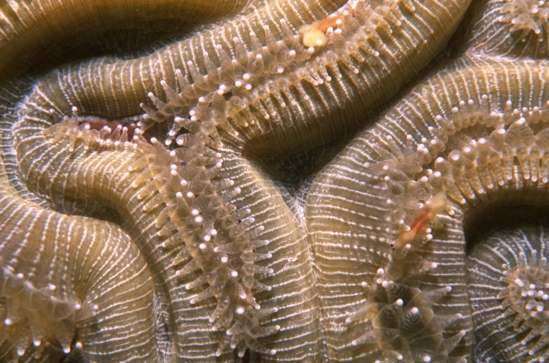 Brain coral tentacles extended-Exumas, Bahamas