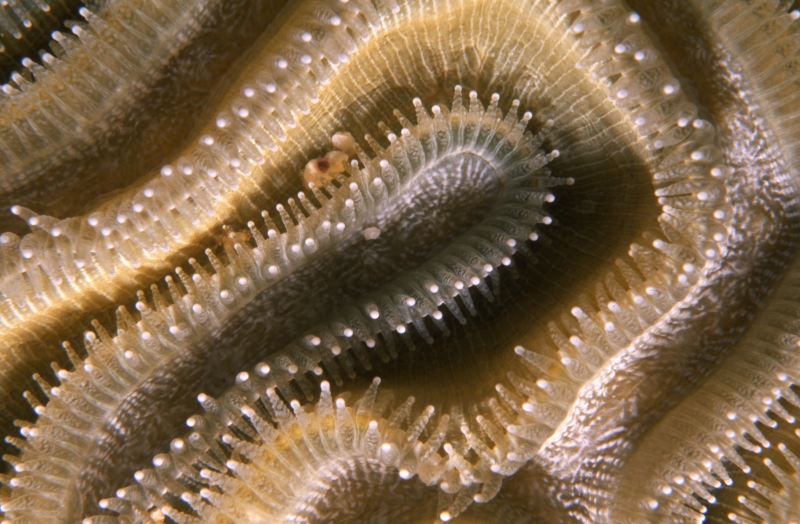 Brain coral tentacles extended-Exumas