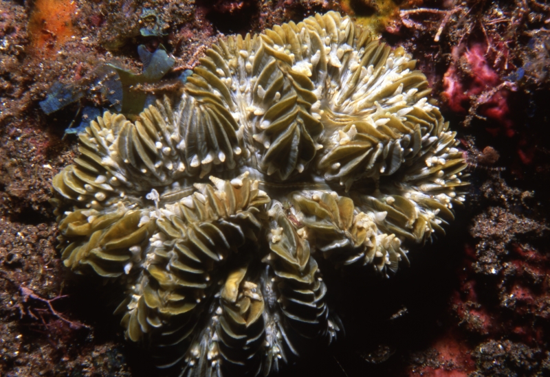 Cactus coral-Saba