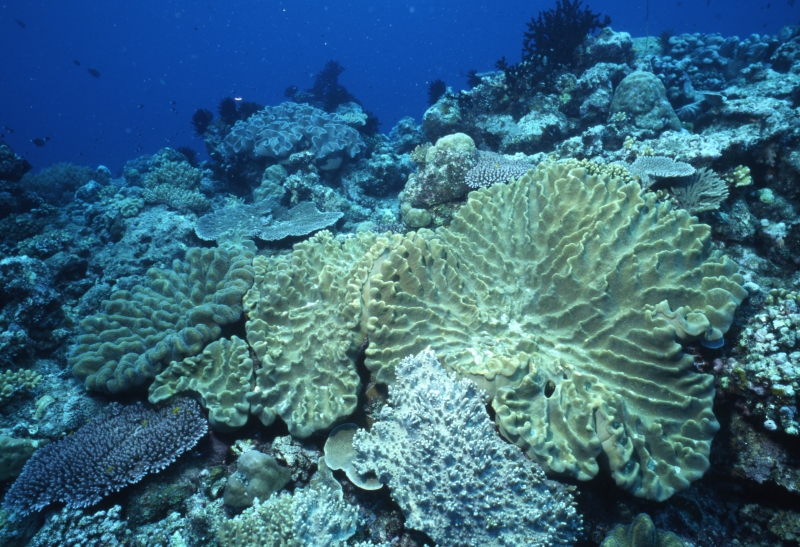 Cactus & other hard corals-Kavieng