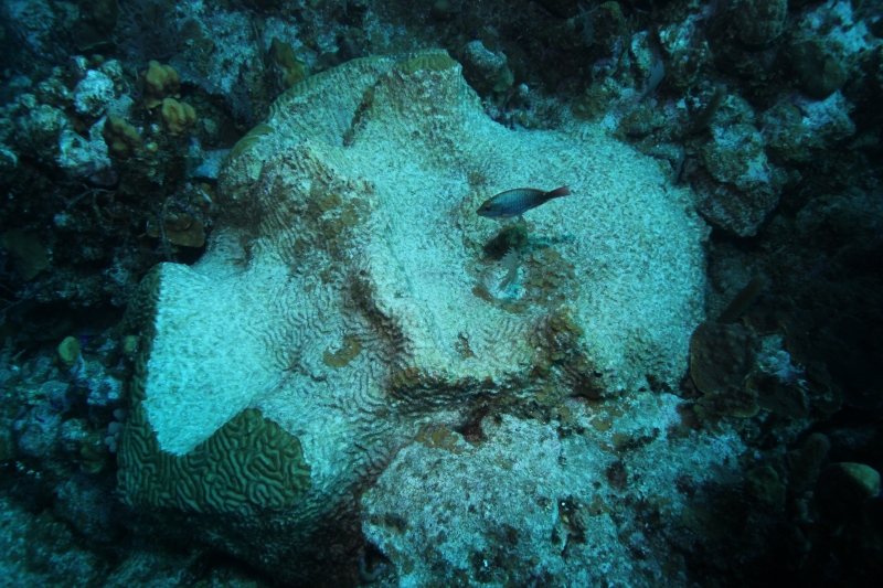 Dead brain coral (dig)-Grand Turk