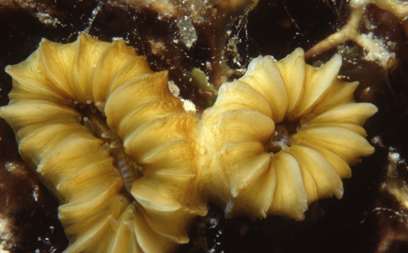 Flower coral-New Providence Island