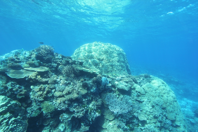Hard corals (dig)-Fiji
