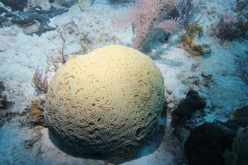 Healthy brain coral (dig)-Grand Turk
