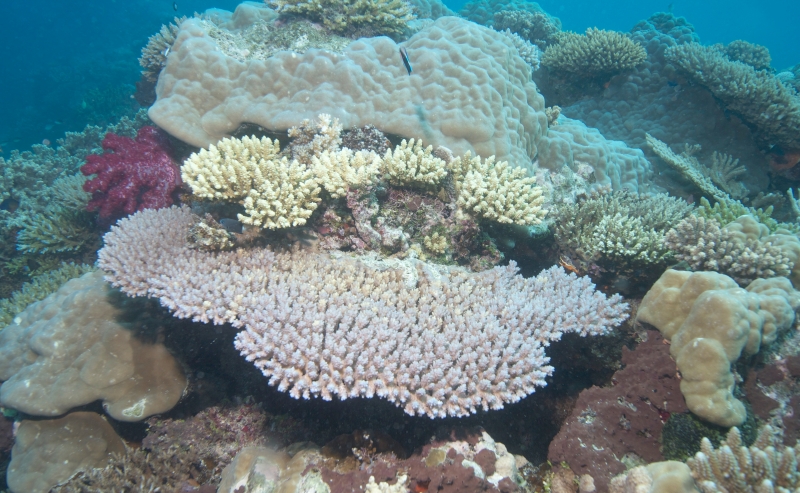 Healthy hard corals (dig)-Fiji