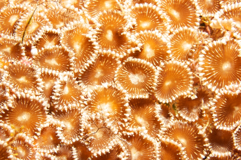 Pavement coral tentacles extended (dig)-Fiji