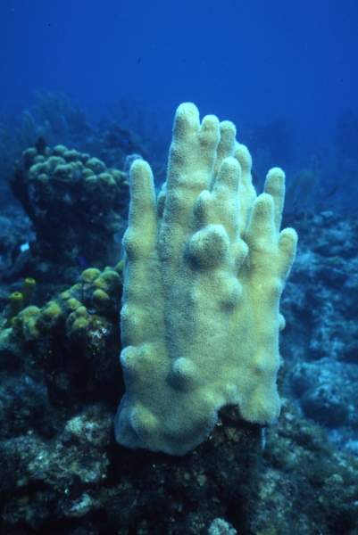 Pillar coral growing on dead coral-Belize