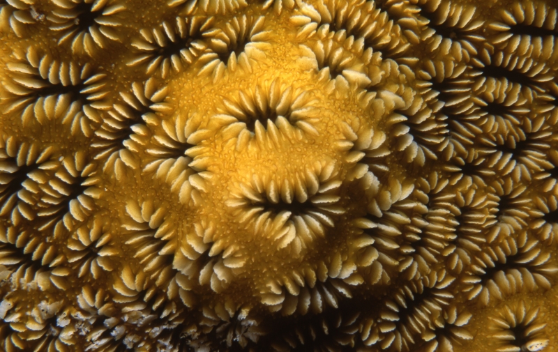 Star coral-Belize