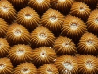 Boulder coral tentacles retracted (dig)-Fiji