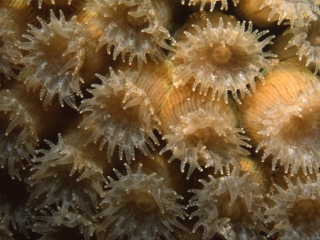 Boulder star coral with tentacles extended-Exumas