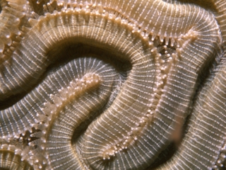 Brain coral-Exumas