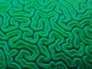 Brain coral (dig)-Belize