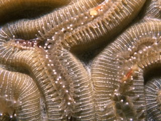 Brain coral tentacles extended-Exumas, Bahamas