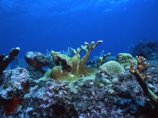 Elkhorn coral-Saba