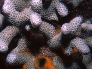 Finger coral with burrowing sponge-Saba