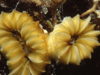 Flower coral-New Providence Island