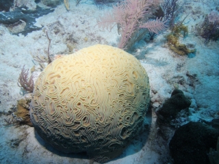 Healthy brain coral (dig)-Grand Turk
