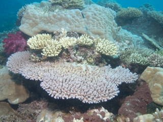 Healthy hard corals-Fiji