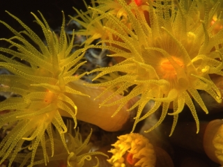 Orange cup coral with tentacles extended-Truk Lagoon