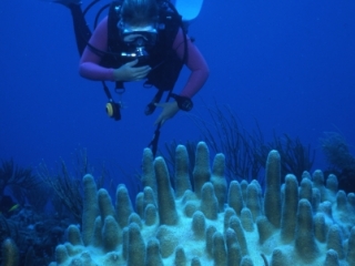 Pillar coral & diver-Statia