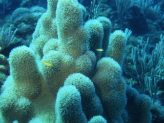 Pillar coral with tentacles extended-Isle of Youth, Cuba