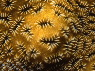 Star coral-Belize