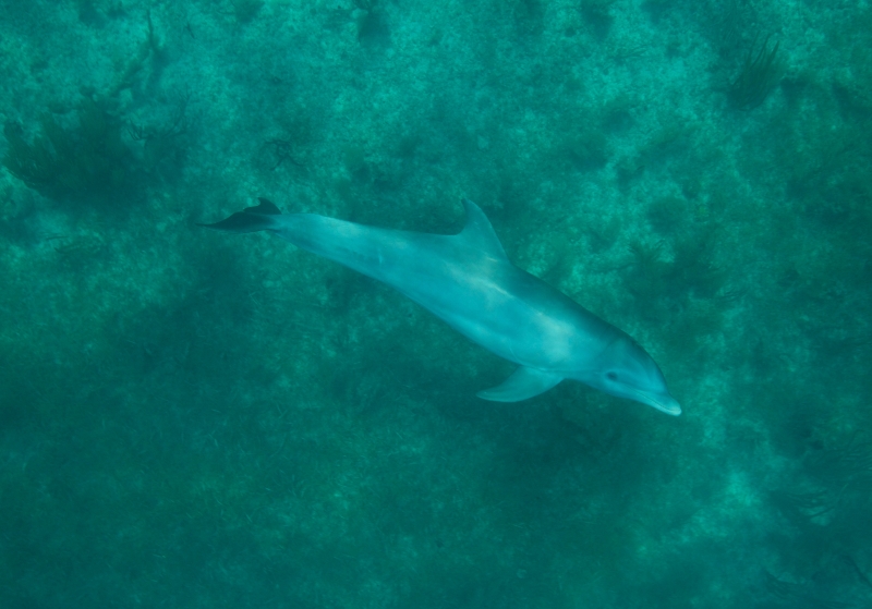 Bottlenose dolphin 1-Grand Bahama Island