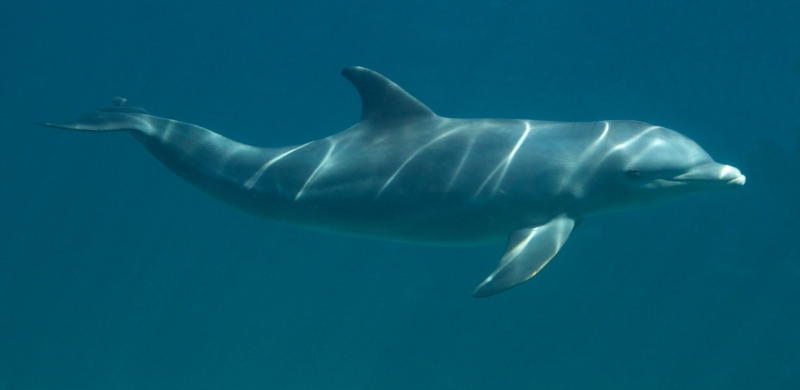 Bottlenose dolphin 4-Grand Bahama Island