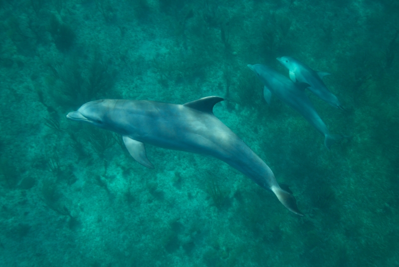 Bottlenose dolphins 1-Grand Bahama Island
