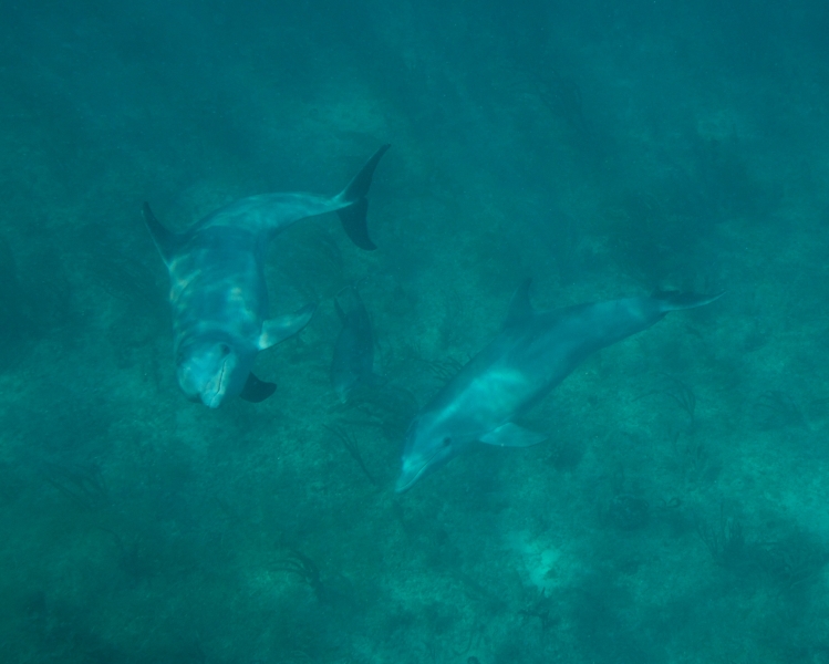Bottlenose dolphins 2-Grand Bahama Island