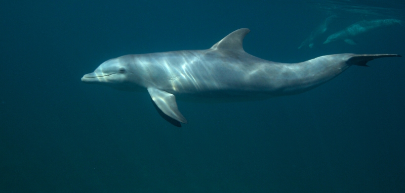 Bottlenose dolphins 3-Grand Bahama Island