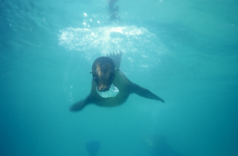 Galapagos sea lion diving-Isla San Cristobal, Galapagos