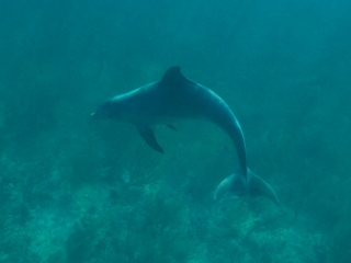 Bottlenose dolphin 3 (dig)-Grand Bahama Island