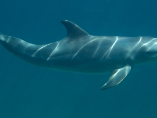 Bottlenose dolphin 4 (dig)-Grand Bahama Island