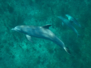 Bottlenose dolphins 1 (dig)-Grand Bahama Island