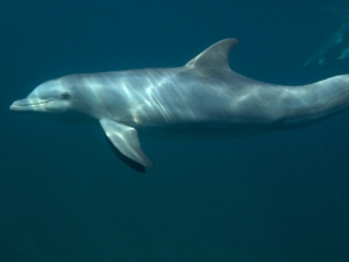 Bottlenose dolphins 3 (dig)-Grand Bahama Island