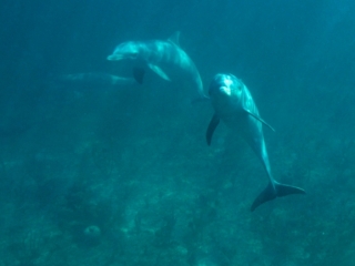 Bottlenose dolphins 4 (dig)-Grand Bahama Island