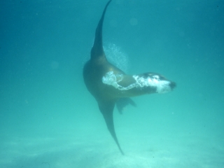 Galapagos sea lion swimming-Isla San Cristobal